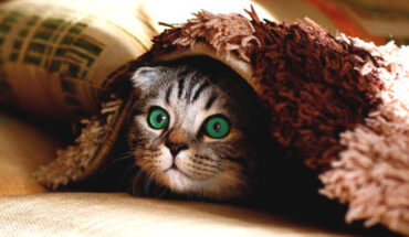 While a human perpetrator may take pains not to leave their own DNA behind, transferred cat hair contains its own DNA that could provide a link between a suspect and a crime-scene, or a victim. Image credit: Alexas_Fotos.