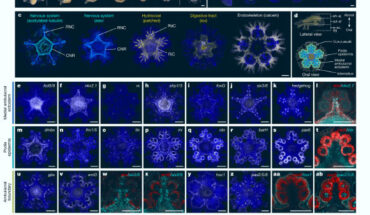 Gene expression data reveal the deployment of the patterning system in the sea star Patiria miniata. Image credit: Formery et al., doi: 10.1038/s41586-023-06669-2.