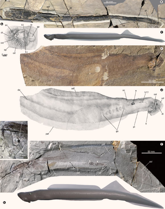 Jurassic lampreys from the Yanliao Biota, China: Yanliaomyzon occisor (a-e) and Yanliaomyzon ingensdentes (f-h). Image credit: Wu et al., doi: 10.1038/s41467-023-42251-0.