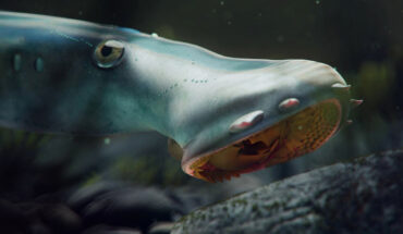 Life reconstruction of the lamprey Yanliaomyzon from the Jurassic Yanliao Biota, China. Image credit: Nice Vistudio / Institute of Vertebrate Paleontology and Paleoanthropology, Chinese Academy of Sciences.