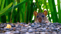 Lai et al. developed a novel system combining virtual reality and a brain-machine interface to probe the rat’s inner thoughts.