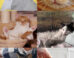 Lauren Scott & Brittany Florkiewicz show that cat facial signals correspond to different social functions, which have likely been influenced by domestication. Image credit: Sci.News / Makieni777 / Rise-a-mui / Alexas_Fotos / Dorothe / Vaclav Zavada / Artem Makarov / Daga Roszkowska / Birgit / Pasi Mammela.