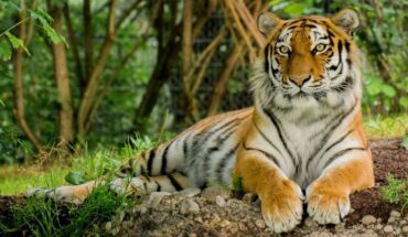 The tiger (Panthera tigris). Image credit: Chiem Seherin.