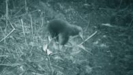One of the first-ever photographs of the Attenborough’s long-beaked echidna (Zaglossus attenboroughi). Image credit: Expedition Cyclops.