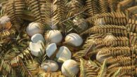 Reconstruction of Qianlong shouhu’s eggs. Image credit: NICE Vistudio.