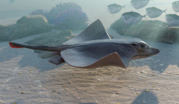Life reconstruction of Dasyomyliobatis thomyorkei swimming in the marine tropical shallow waters of the western Tethys about 50 million years ago. Image credit: Fabrizio Lavezzi.