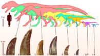 Theropod diversity and largest lateral crowns of theropods from the Morrison Formation of North America: (A) crown of Allosaurus; (B) crown of the megalosaurid Torvosaurus tanneri; (C) crown of the allosaurid Allosaurus sp.; (D) crown of the ceratosaurid Ceratosaurus sp.; (E) crown of the piatnitzkysaurid Marshosaurus bicentessimus; (F) crown of the tyrannosauroid Tanycolagreus topwilsoni; (G) crown of the maniraptoriform Ornitholestes hermanni; (H) crown of the troodontid Hesperornithoides miessleri. Image credit: Lei et al., doi: 10.7717/peerj.16327.