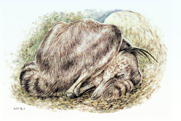 Life restoration of sleeping posture of Jaculinykus yaruui. Image credit: Seiji Yamamoto.