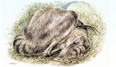 Life restoration of sleeping posture of Jaculinykus yaruui. Image credit: Seiji Yamamoto.