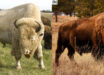 Pelage color variation in the North American bison (Bison bison): (a) albino bison; note the white pelage, hypopigmented eyes, and hypopigmented skin particularly around eyes and nose; (b) typical wild-type bison pelage color. Image credit: Stroupe et al., doi: 10.1093/g3journal/jkad156 / National Buffalo Museum / Searle Swedlund of Jamestown, ND.