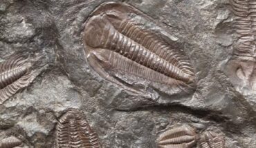 Trilobites are extinct arthropods that dominated the faunas of the oceans of the Paleozoic era. During their time on Earth, which lasted much longer than the dinosaurs, between 521 and 252 million years ago, they survived two major episodes of mass extinctions and dominated ocean floor ecosystems. There are more than 20,000 known trilobite species.