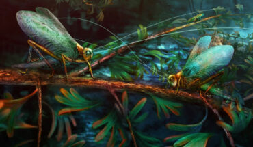 Ecological restoration of singing katydids from the Middle Jurassic Daohugou Konservat-Lagerstätte of China. Image credit: Nanjing Institute of Geology and Palaeontology and Center for Excellence in Life and Paleoenvironment, Chinese Academy of Sciences.