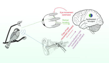 Lovich et al. show that eye movement-related eardrum oscillations contain parametric information about horizontal and vertical eye displacement as well as initial/final eye position with respect to the head. Image credit: Lovich et al., doi: 10.1073/pnas.2303562120.