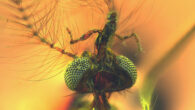Libanoculex intermedius. Image credit: Azar et al., doi: 10.1016/j.cub.2023.10.047.