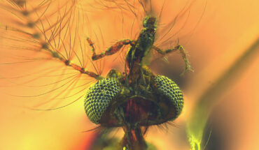 Libanoculex intermedius. Image credit: Azar et al., doi: 10.1016/j.cub.2023.10.047.