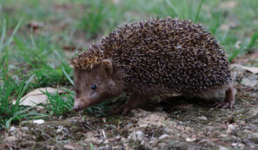 Mesechinus orientalis in Xuancheng, Anhui, China. Image credit: Shi et al., doi: 10.3897/zookeys.1185.111615.