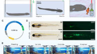 Electric organ discharge exposure from electric eel to zebrafish larvae. Image credit: Sakaki et al., doi: 10.7717/peerj.16596.