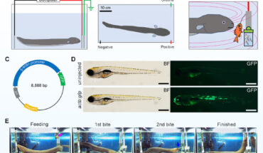 Electric organ discharge exposure from electric eel to zebrafish larvae. Image credit: Sakaki et al., doi: 10.7717/peerj.16596.