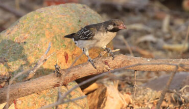Spottiswoode & Wood show experimentally that honeyguides in Tanzania and Mozambique discriminate among honey hunters’ calls, responding more readily to local than to foreign calls. Image credit: Brian Wood.