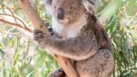 Rogers et al. discovered 1,150 unique species of animals, plants and fungi around their inner-Brisbane home. Image credit: Penny.