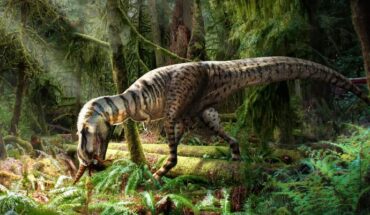 A juvenile of Gorgosaurus libratus feeding on Citipes elegans. Image credit: Julius Csotonyi / Royal Tyrrell Museum of Palaeontology / University of Calgary.