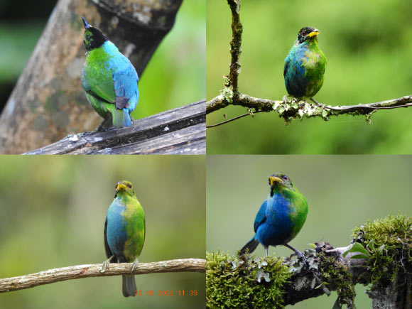 A bilaterally gynandromorphic green honeycreeper (Chlorophanes spiza) near Manizales, Colombia, May 20, 2022. Image credit: John Murillo.