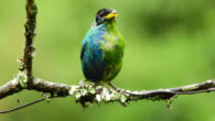 A bilaterally gynandromorphic green honeycreeper (Chlorophanes spiza) near Manizales, Colombia, May 20, 2022. Image credit: John Murillo.