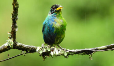 A bilaterally gynandromorphic green honeycreeper (Chlorophanes spiza) near Manizales, Colombia, May 20, 2022. Image credit: John Murillo.