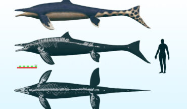 Megapterygius wakayamaensis was about the size of a great white shark. Image credit: Takumi.
