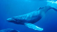 The humpback whale (Megaptera novaeangliae).
