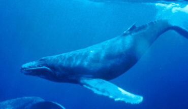 The humpback whale (Megaptera novaeangliae).