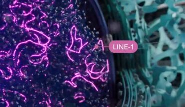 The human genome contains approximately half a million copies of LINE-1. Image credit: Baldwin et al., doi: 10.1038/s41586-023-06947-z.