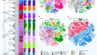 Transcriptomic cell-type taxonomy of the whole mouse brain. Image credit: Yao et al., doi: 10.1038/s41586-023-06812-z.