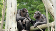 Bonobos (Pan paniscus) in Edinburgh Zoo. Image credit: Kate Grounds / Edinburgh Zoo.