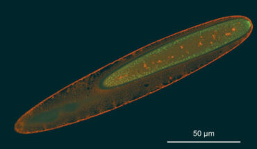 Confocal micrograph of Epulopiscium viviparus. Image credit: Sannino et al., doi: 10.1073/pnas.2306160120.