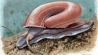 An artistic reconstruction of Ferussina petofiana. Image credit: Márton Zsoldos.