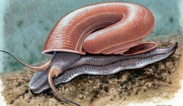 An artistic reconstruction of Ferussina petofiana. Image credit: Márton Zsoldos.