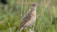 The plains lark (Corypha kabalii) is one of the least-known lark species in the world. Image credit: Per Alström.