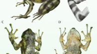 Artistic rendition of Kenyaphrynoides vulcani (A), drawing of a dorsal view of the left hand of the holotype (B), and dorsal (C) and ventral (D) photographs of the holotype prior to preservation. Image credit: Liedtke et al., doi: 10.1093/zoolinnean/zlad160.