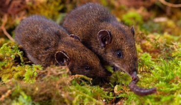 Hylomys dorsalis seen in the wild on Mount Murud, Sarawak, Borneo, Malaysia. Image credit: Quentin Martinez, www.quentinmartinez.fr.