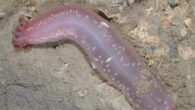 Chirodota heheva in the Gulf of Mexico. Image credit: Aquapix and Expedition to the Deep Slope 2007.