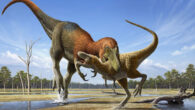 Nanotyrannus attacking a juvenile T. rex. Image credit: Raul Martin.