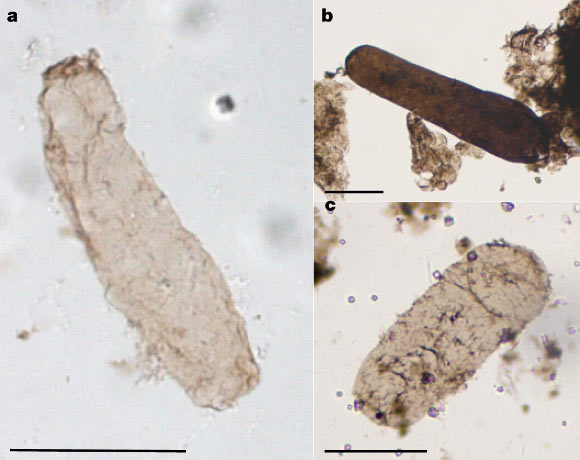 Navifusa majensis microfossils: (a) Navifusa majensis from the McDermott Formation, Tawallah Supergroup, northern Australia; (b) Navifusa majensis from the Grassy Bay Formation, Shaler Supergroup, Arctic Canada; (c) Navifusa majensis from the BIIc6 Formation, Mbuji-Mayi Supergroup, DRC. Scale bars - 50 µm. Image credit: Demoulin et al., doi: 10.1038/s41586-023-06896-7.