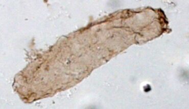 Navifusa majensis microfossils: (a) Navifusa majensis from the McDermott Formation, Tawallah Supergroup, northern Australia; (b) Navifusa majensis from the Grassy Bay Formation, Shaler Supergroup, Arctic Canada; (c) Navifusa majensis from the BIIc6 Formation, Mbuji-Mayi Supergroup, DRC. Scale bars - 50 µm. Image credit: Demoulin et al., doi: 10.1038/s41586-023-06896-7.