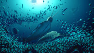 Reconstruction of Timorebestia koprii in the pelagic ecosystem preserved in Sirius Passet; other species shown in the foreground are Kiisortoqia, Siricaris, Kerygmachela, Pauloterminus, Kleptothule, and Isoxys; further in the background are two radiodonts: Tamisiocaris and an amplectobeluid. Image credit: Robert Nicholls / BobNichollsArt.