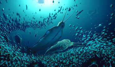Reconstruction of Timorebestia koprii in the pelagic ecosystem preserved in Sirius Passet; other species shown in the foreground are Kiisortoqia, Siricaris, Kerygmachela, Pauloterminus, Kleptothule, and Isoxys; further in the background are two radiodonts: Tamisiocaris and an amplectobeluid. Image credit: Robert Nicholls / BobNichollsArt.