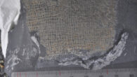 Cyathophycus balori. Image credit: Botting et al., doi: 10.1016/j.geobios.2023.07.004.