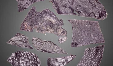 The fossilized skin of Captorhinus aguti. Image credit: Mooney et al., doi: 10.1016/j.cub.2023.12.008.