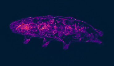 Tardigrade observed using a confocal fluorescent microscope; the tardigrade was overexposed to 5-MF, a cysteine selective fluorescent probe, that allows for visualization of internal organs. Image credit: Smythers et al., doi: 10.1371/journal.pone.0295062.