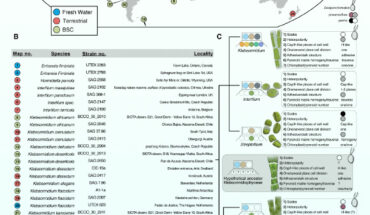 Bierenbroodspot et al. sequenced 24 new transcriptomes of Klebsormidiophyceae and combined them with 14 previously published genomic and transcriptomic datasets. Image credit: Bierenbroodspot et al., doi: 10.1016/j.cub.2023.12.070.